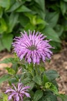 Pysznogłówka ogrodowa Sugar Buzz Blue Moon - Monarda hybrida