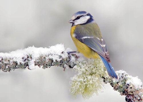 karmnik dla ptaków budka domek na Arena.pl