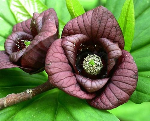 URODLIN TRÓJŁATKOWY Asimina triloba NASIONA 10 sztuk - 10g. na Arena.pl