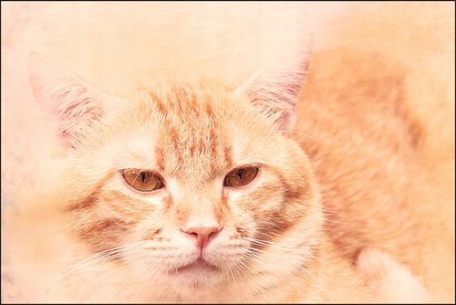 Tło PRODUKTOWE kulinarne Flat Lay na bloga insta na Arena.pl