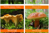 KURKA + MAŚLAK ŻÓŁTY zestaw 2 grzybni