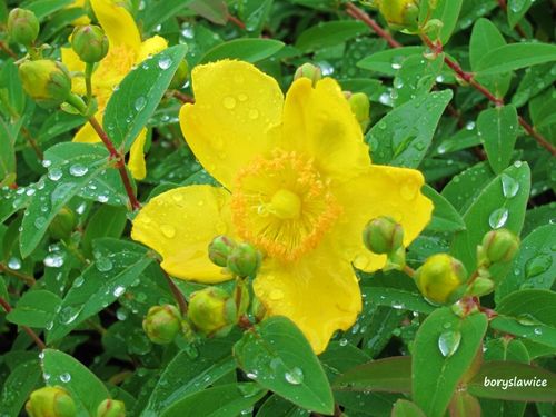 Dziurawiec ozdobny 'Hidcote' (Hypericum) w doniczkach P9, wysokość 20-30 cm na Arena.pl