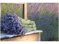 60X40CM BUKIET LAWENDY OBRAZ