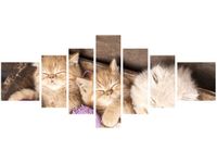 160CM 70CM OBRAZ 7 ELEM ŚPIĄCE KOTY MISCE ŚCIENNY