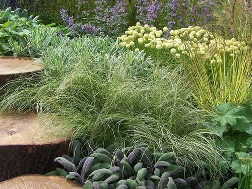 Turzyca włosista FROSTED CURLS Srebrzysta trawa Zimozielona Sadzonki P9 na Arena.pl