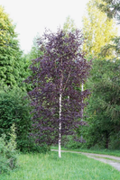 BRZOZA Czerwona szczepiona na pniu Purpurowa - sadzonki 130 / 150 cm