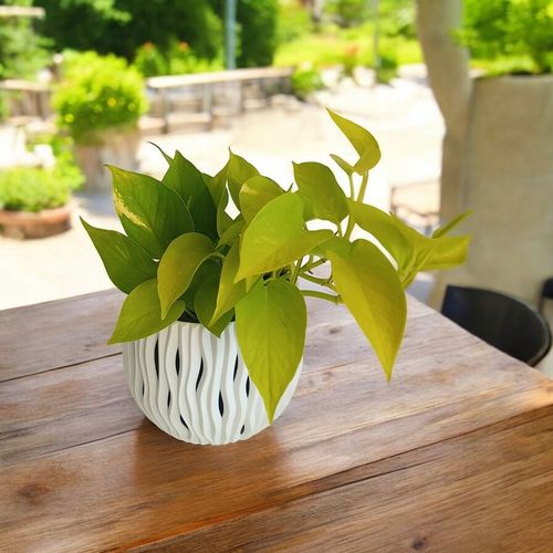 Epipremnum Golden Pothos Neon Żółty Gold Złocisty Scindaptus Epiprenium na Arena.pl