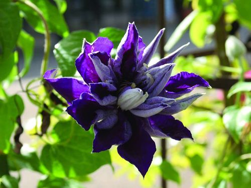 Powojnik Clematis Shin-shigyoku C2 E na Arena.pl