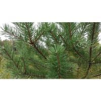 Sosna pospolita ZWYCZAJNA sadzonki 3letnie 20-40cm Kopane z grutnu