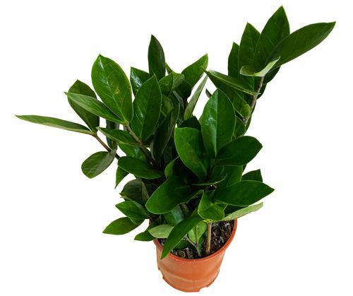 ZAMIOKULKAS (ZAMIOCULCAS) 35cm na Arena.pl
