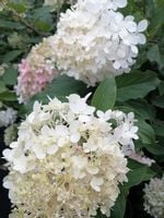 Hortensja bukietowa Grandiflora-Hydrangea paniculata