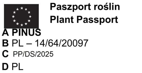 SOSNA HIMALAJSKA długie igły - sadzonki 15 / 25 cm na Arena.pl