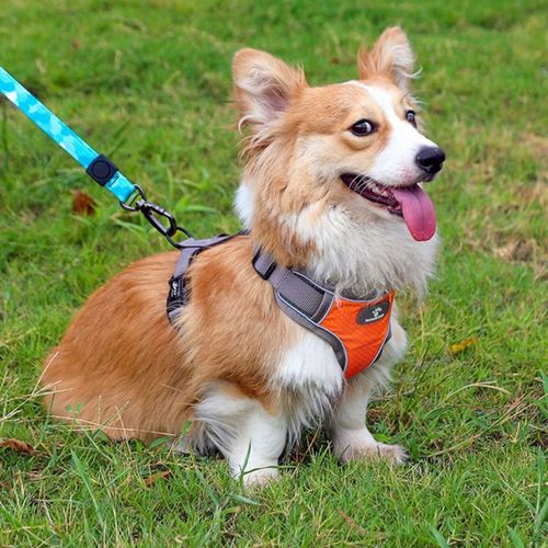 SZELKI DLA MAŁEGO PSA BEZUCISKOWE MOCNE GUARD M na Arena.pl