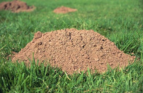 sum48 karbid 1kg na Arena.pl