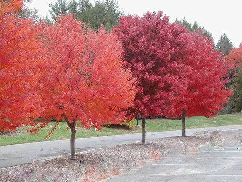 KLON czerwony - sadzonki 50 / 80 cm na Arena.pl