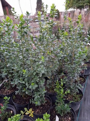 Bukszpan Pyramidalis sadzonka żywopłot donice na Arena.pl