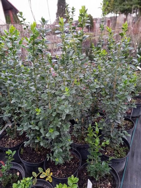 Bukszpan Pyramidalis sadzonka żywopłot donice zdjęcie 5