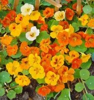 NASIONA Nasturcja Pnąca Mieszanka Mix 5g Kwiaty Nasturcji 413320