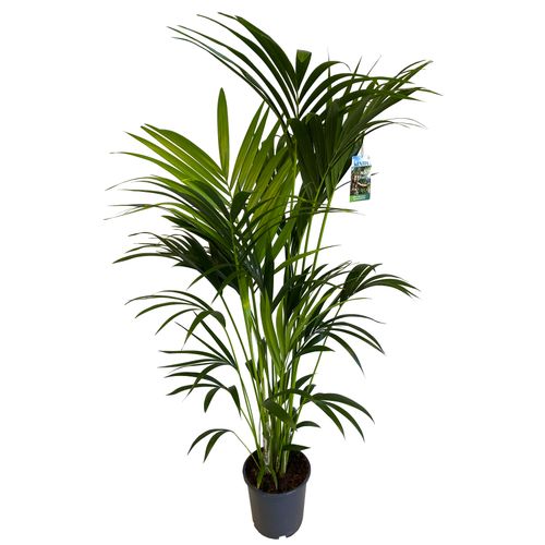 PALMA KENTIA (Kencja, Howea) 160 cm na Arena.pl