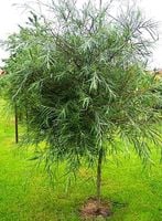 WIERZBA BAMBUSOWA NA PNIU DUŻA ROŚLINA 140 cm