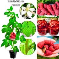 Malina powtarzająca owocowanie czerwona KRZEW 40-70 cm