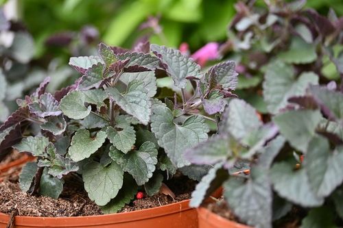 Kłosowiec Morello - Agastache na Arena.pl