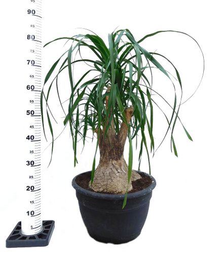 NOLINA - STOPA SŁONIA 85 cm na Arena.pl