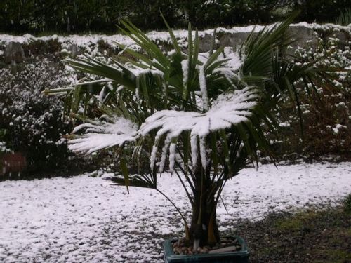 Palma mrozoodporna Trachycarpus Fortunei C3 na Arena.pl