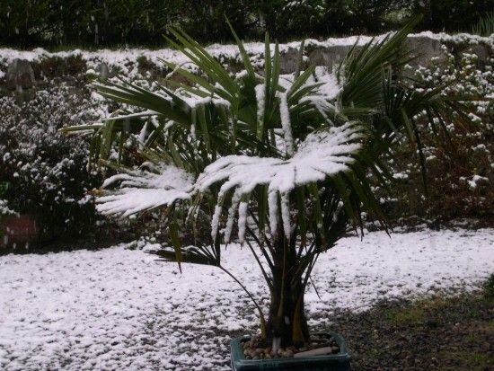 Palma mrozoodporna Trachycarpus Fortunei C3 zdjęcie 2