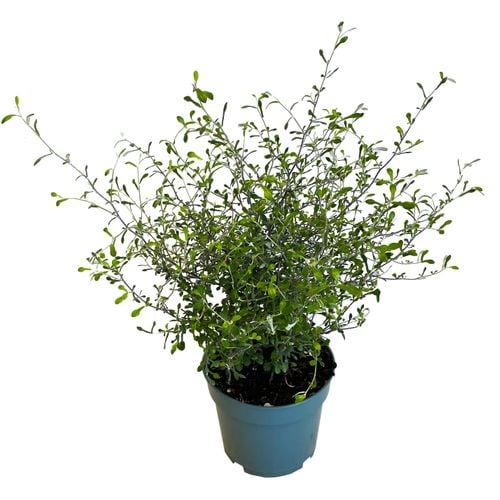 Corokia Virgata Maori Green 50 cm na Arena.pl