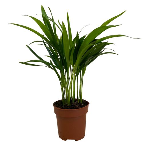 PALMA AREKA (ARECA) 40 cm na Arena.pl