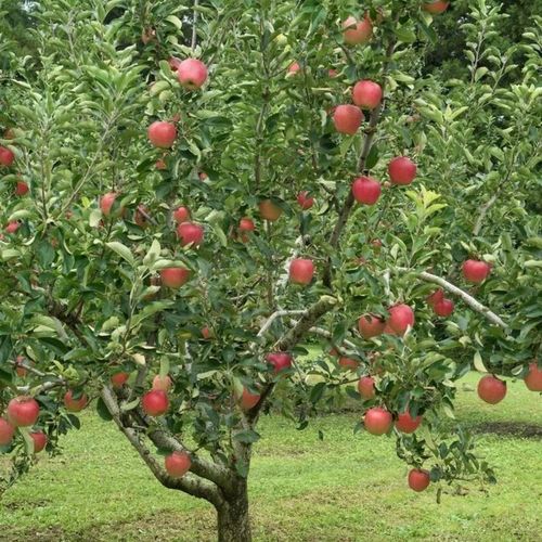 SADZONKI DRZEWKA OWOCOWE JABŁOŃ KOKSA POMARAŃCZOWA O SMAKU GRUSZKI na Arena.pl