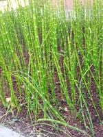 Skrzyp zimowy - Equisetum hyemale