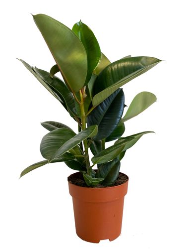 FIKUS ELASTIKA Ficus Elastica 60 cm na Arena.pl