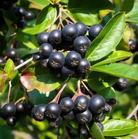 ARONIA CZARNOOWOCOWA Aronia melanocarpa NASIONA 35000 sztuk - 100g.
