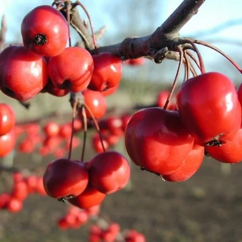 JABŁOŃ RAJSKA OZDOBNA CZERWONA PIĘKNOŚĆ SZCZEP - sadzonki 100 / 120 cm na Arena.pl