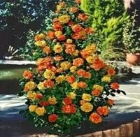 RÓŻA pnąca odporna na mróz  herbaciana - sadzonki 20 / 30 cm