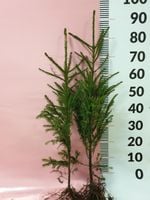 Świerk pospolity sadzonki 50-80 cm SZKÓŁKOWANY