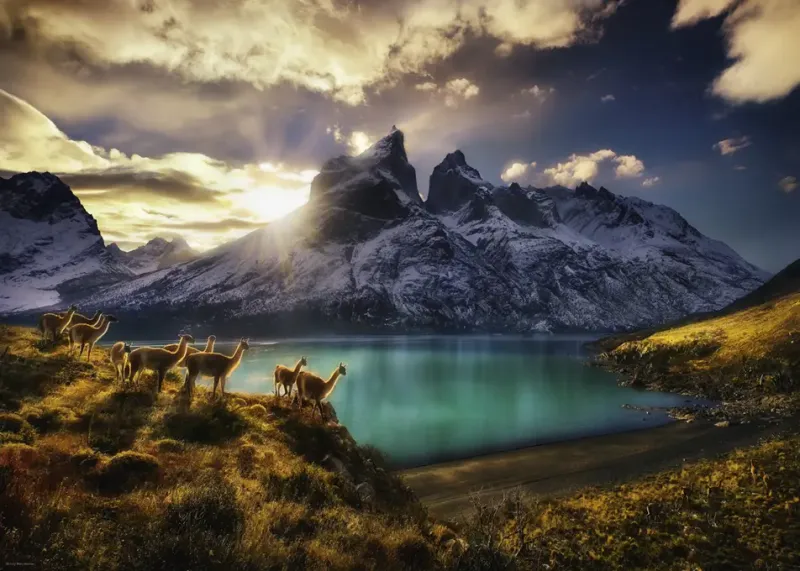 Puzzle 1000 elementów. Guanacos zdjęcie 2