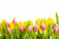 FOTOTAPETA KWIATY POLANA TULIPANY 3D