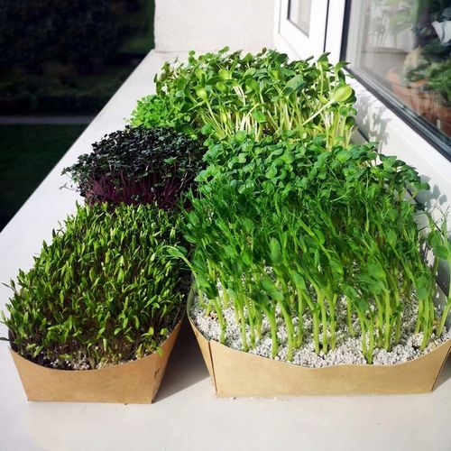 TORAF MICROGREENS MŁODE LISTKI ZESTAW 4 ROŚLIN MAT BOMBA WITAMINOWA NASIONA na Arena.pl