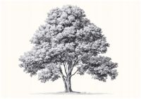 Fototapeta Na Flizelinie Do Sypialni Salonu Drzewo 300x210