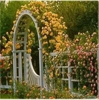 RÓŻA PNĄCA odporna na mróz ciemna żółta - sadzonki 20  / 30 cm