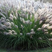 Rozplenica japońska MOUDRY Trawa Pennisetum Ciemne kwiaty Duże sadzonki C2