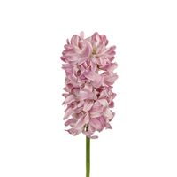 Hiacynt pojedynczy różowy