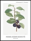 Plakat 60x80cm Design Prune Fruit, Redoute Vintage do Salonu
