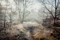 Fototapeta Las we Mgle Ścieżka Jesień do Salonu 405x270