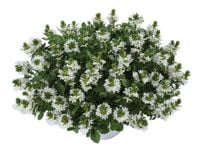 Scewola (Scaevola) biała, sadzonka