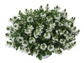 Scewola (Scaevola) biała, sadzonka