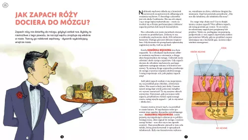 Jego wysokość mózg na Arena.pl